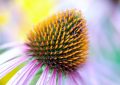 Echinacea