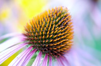 Echinacea