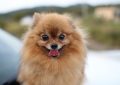 Pomeranian