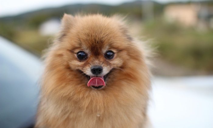 Pomeranian