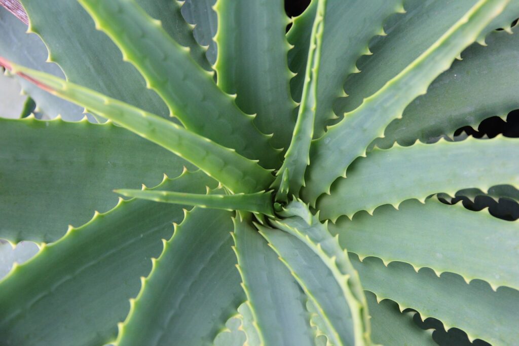 Aloe