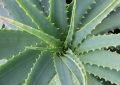 Aloe