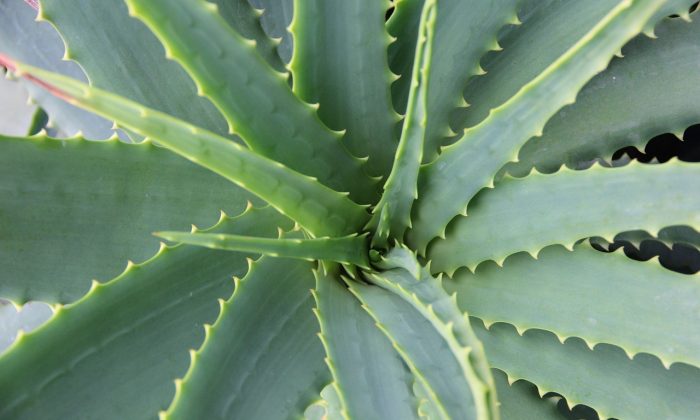 Aloe