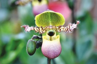 Orchidea
