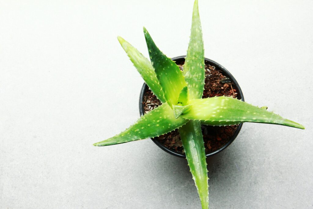 02_aloevera