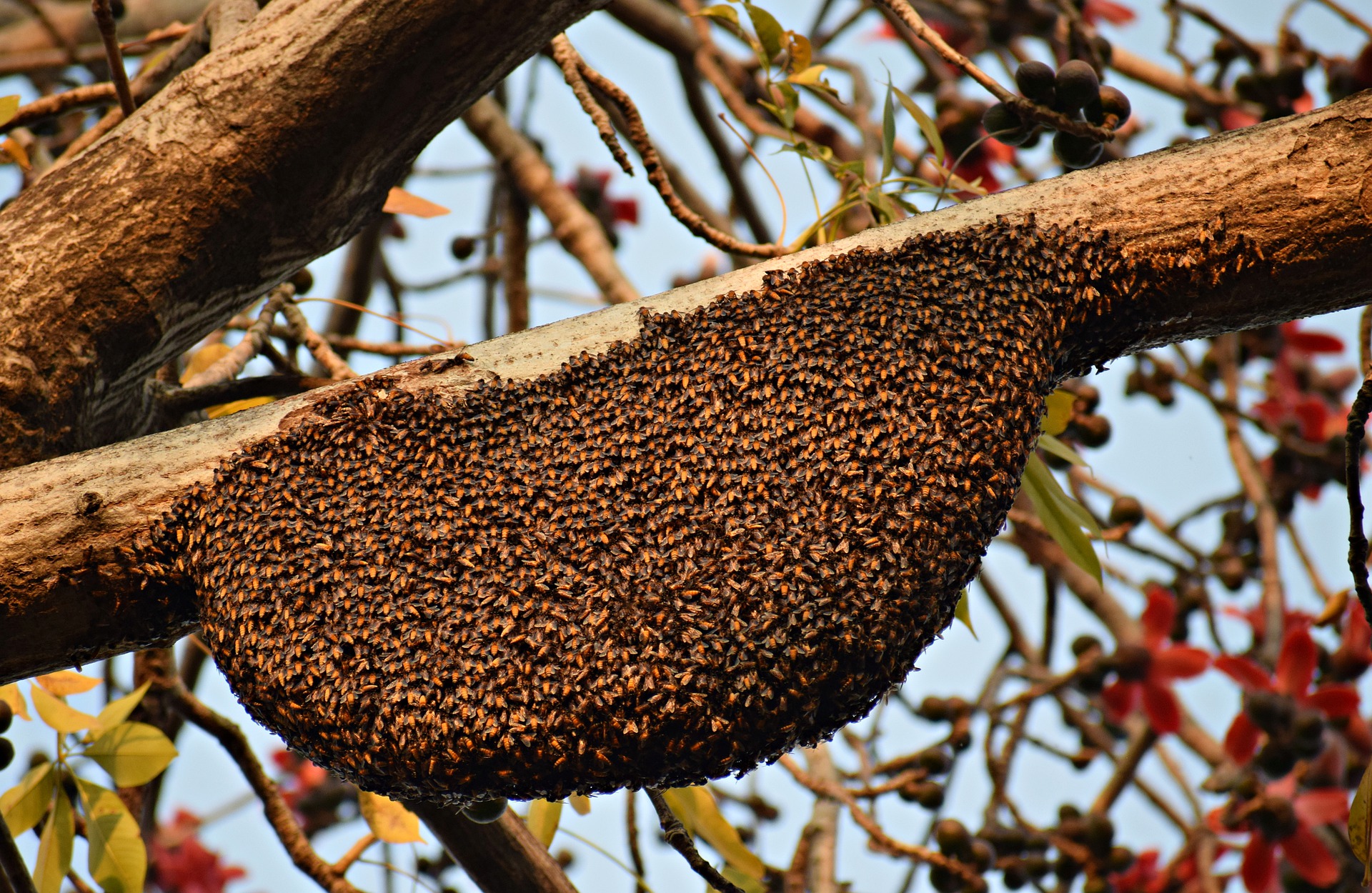 Jak se zbavit roje včel?