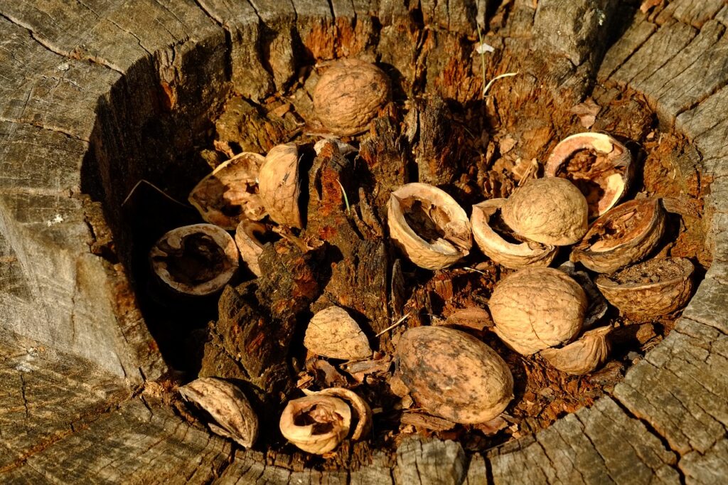 Skořápky ořechů