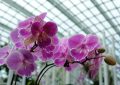 orchideje