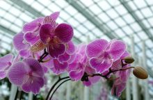 orchideje