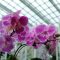 orchideje