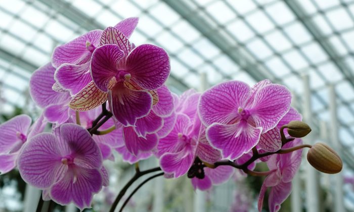 orchideje