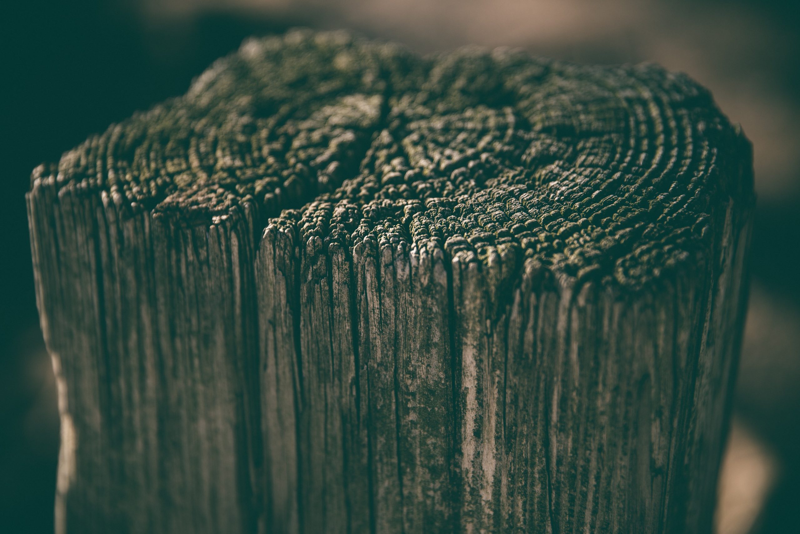 Wood-destroying fungus