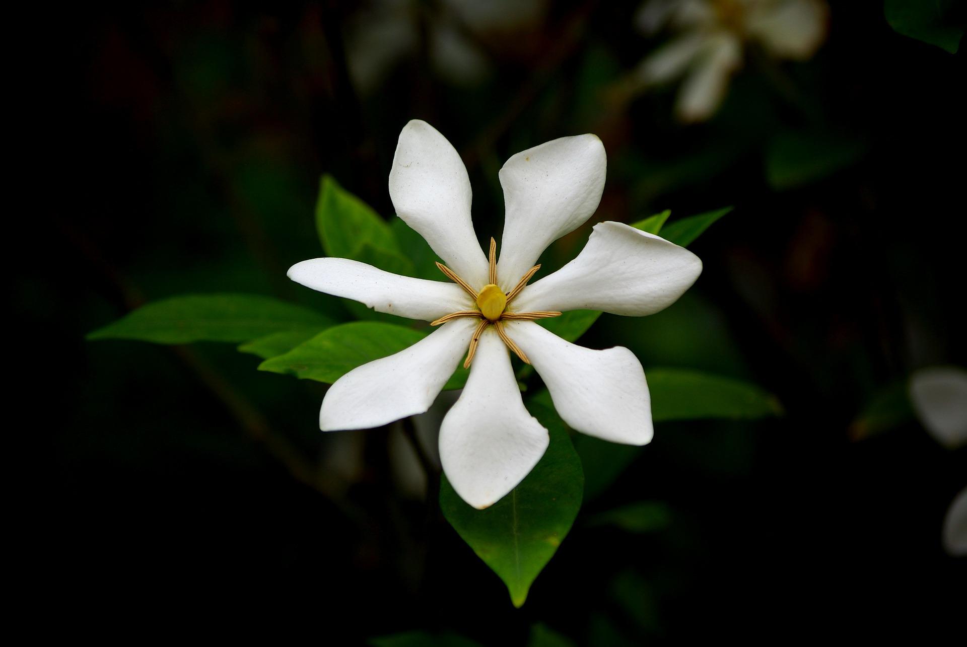 Gardenias