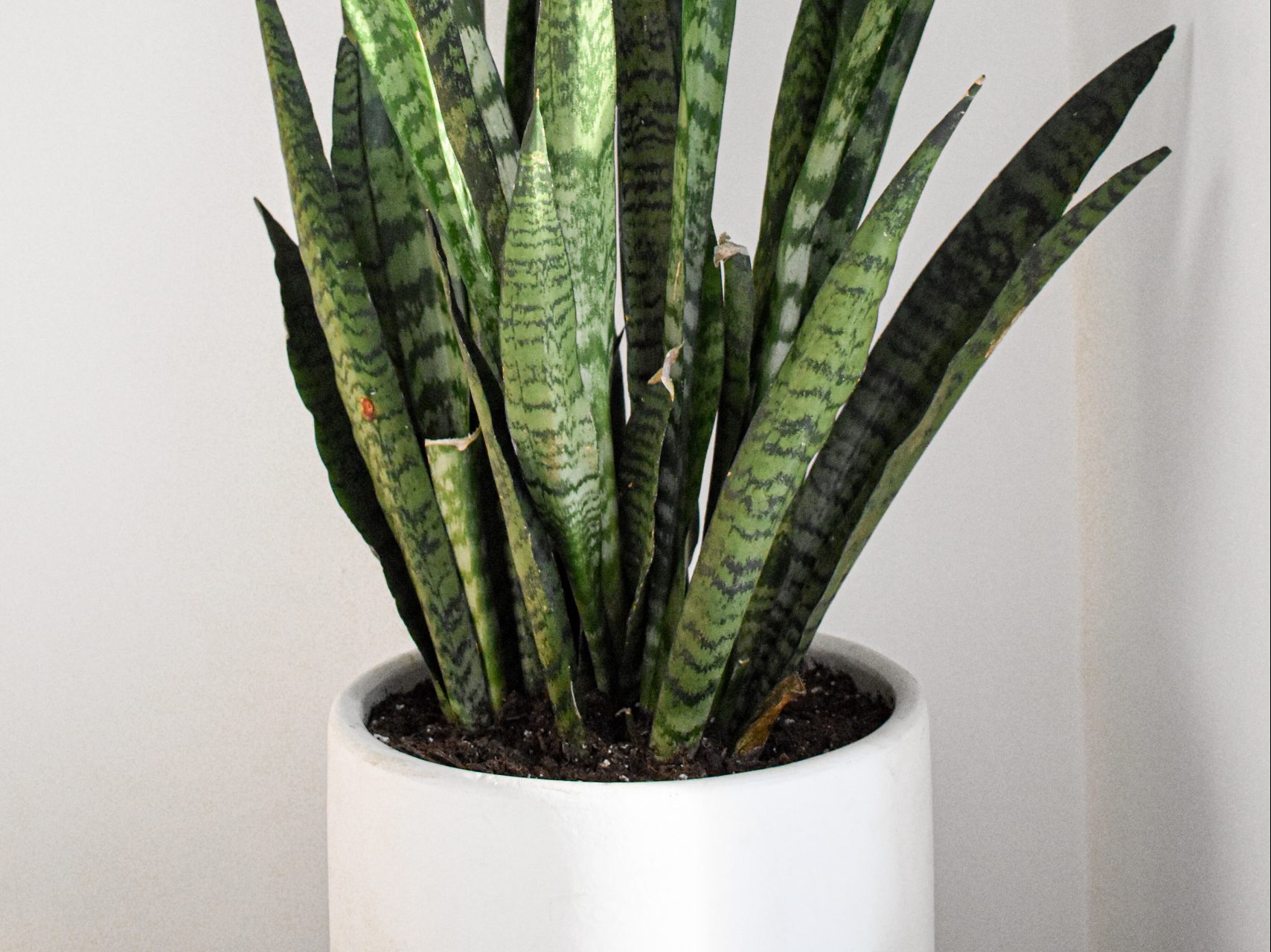 Snake Plant