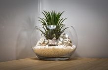 rostlina