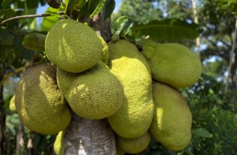 jackfruit