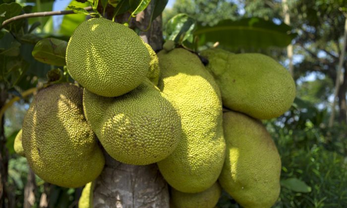 jackfruit