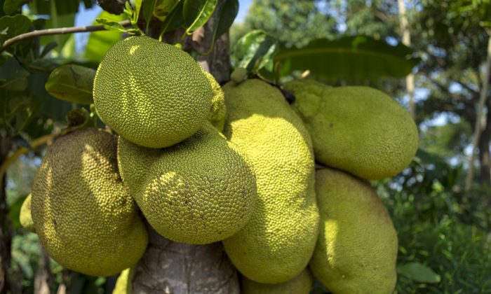 jackfruit