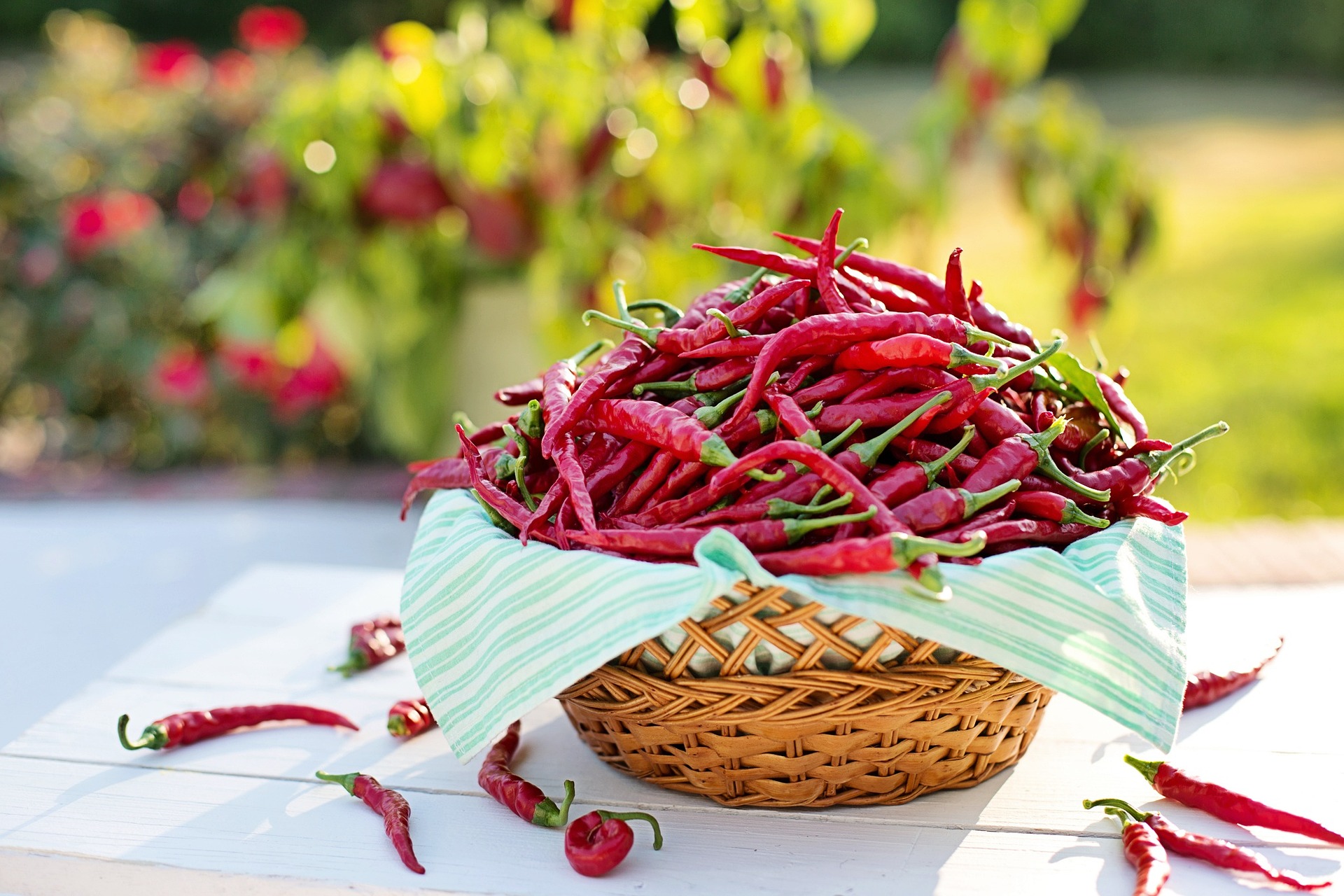 Chilli paprička