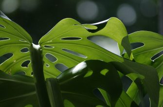 monstera