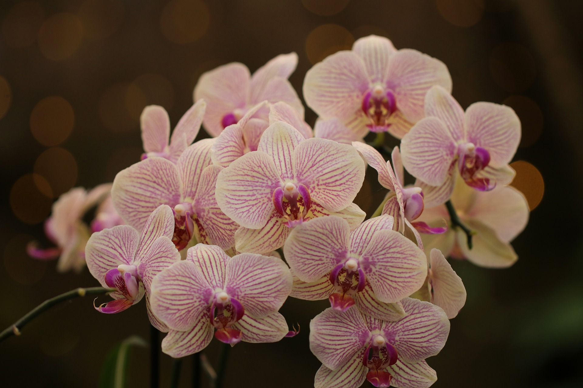 Orchidej 3