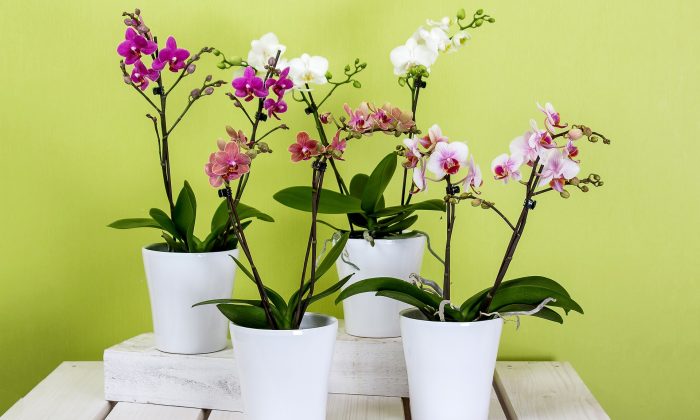 orchidej