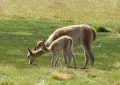 lama
