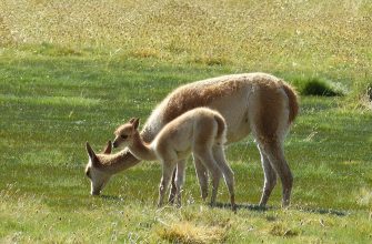 lama