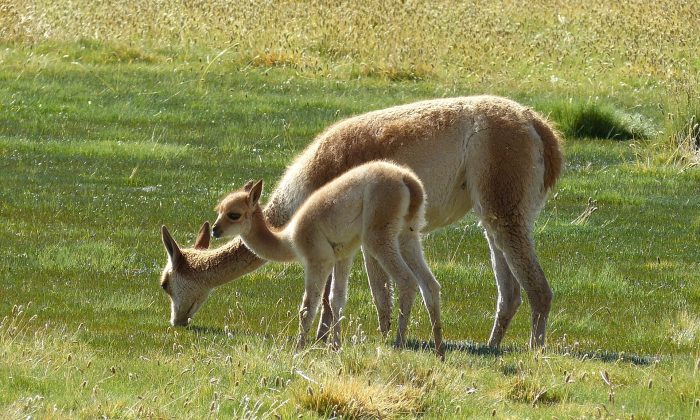 lama