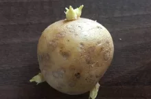 Klíčení brambor