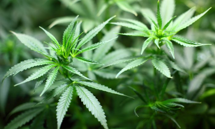 Marihuana