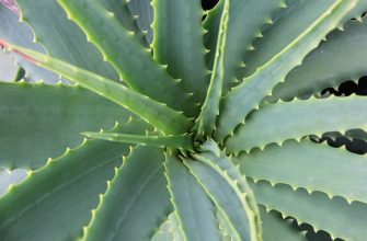 aloe vera