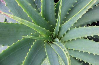 aloe vera