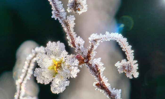 Zmrzlý květ