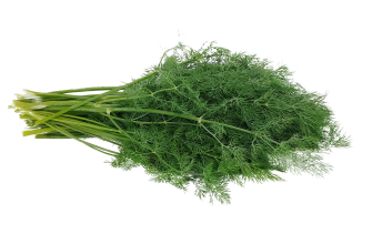 kopr