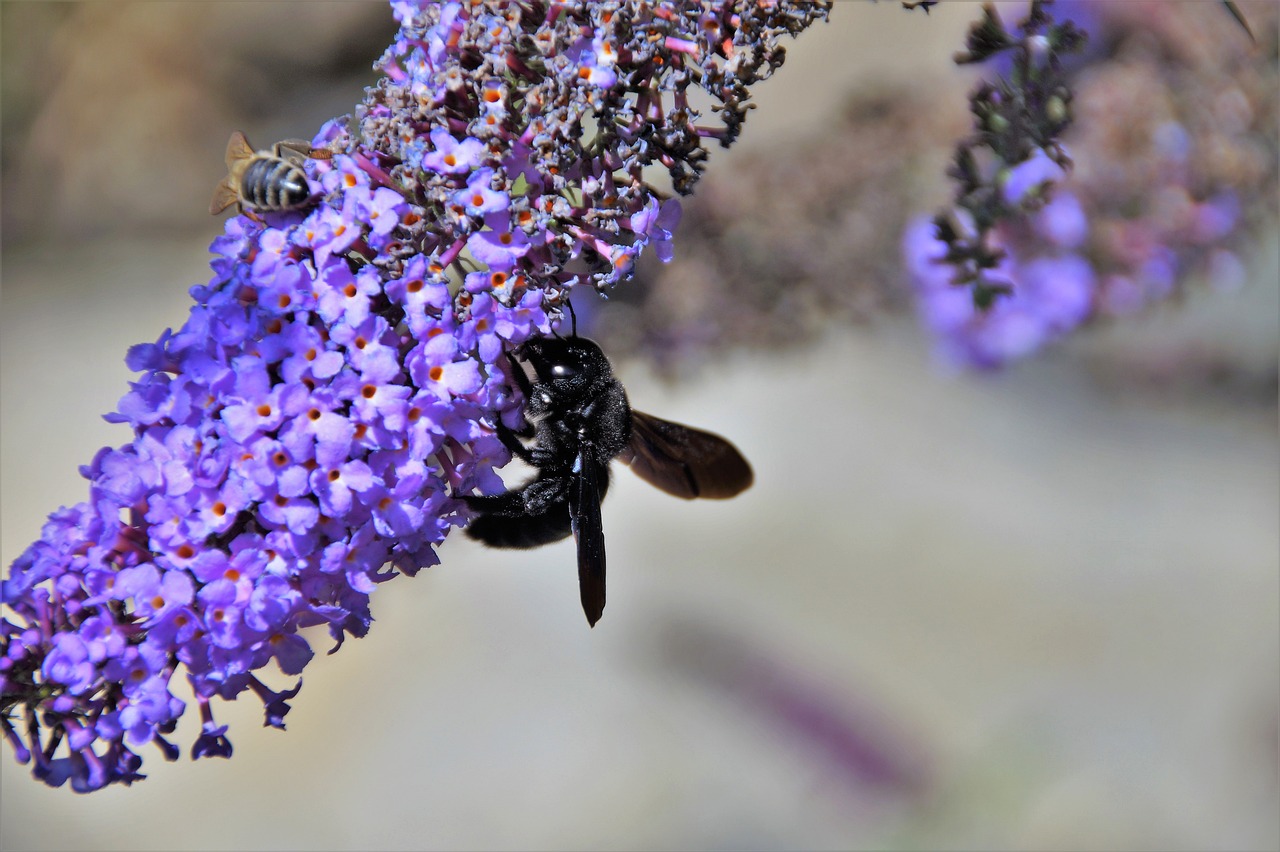 včela drvodělka