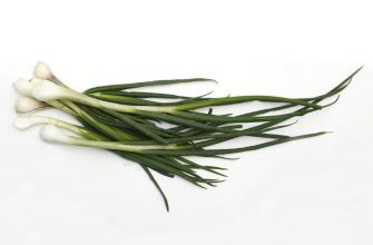 cibule