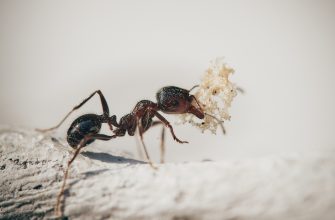 Mravenci