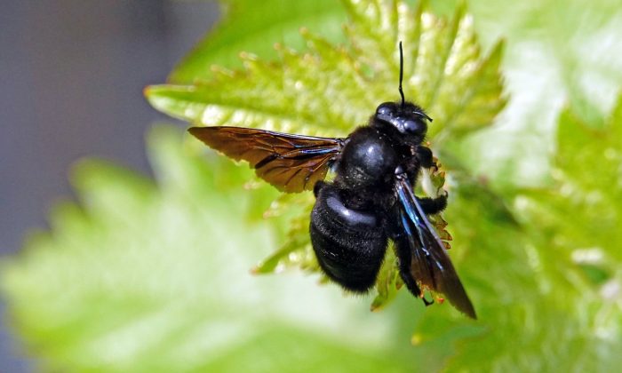 včela drvodělka