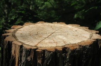 pařez