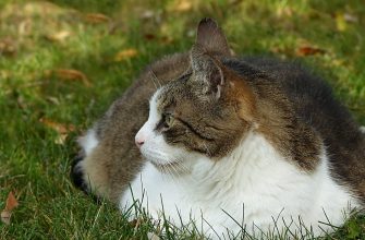 Kočka s nadváhou