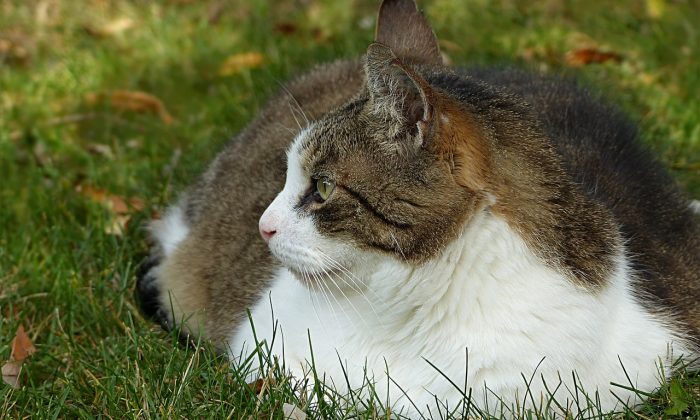 Kočka s nadváhou
