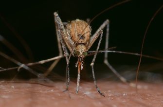 komáři