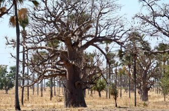 baobab