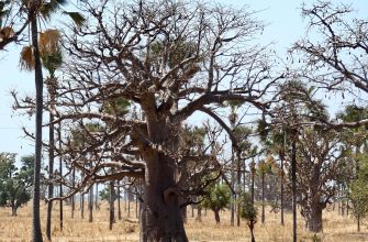 baobab