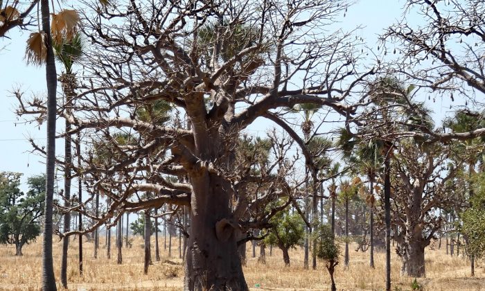 baobab