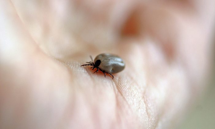 Aranžování rostlin do misek a jiných nádob patří mezi oblíbené dekorace domova a pracovního prostředí. Jak si můžete sami něco takového vyrobit?