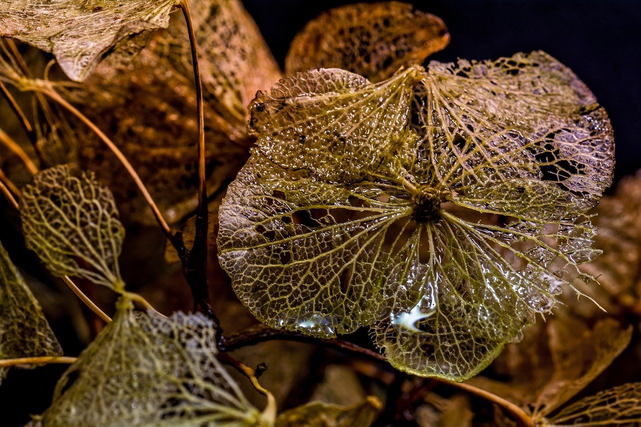 Hortensie