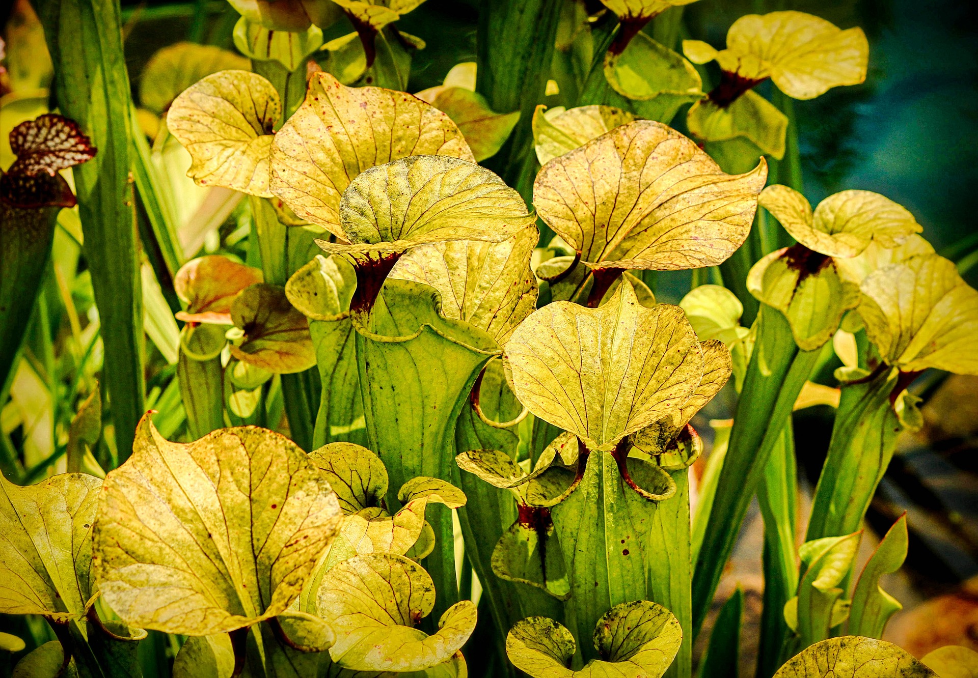 Sarracenia