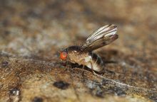 Octomilka